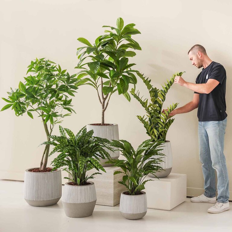 Kunstplant Calathea Insigne met groene bladeren is een middelgrote kunstplant in binnenpot met een natuurgetrouwe uitstraling en een hoogte van 86 cm.
