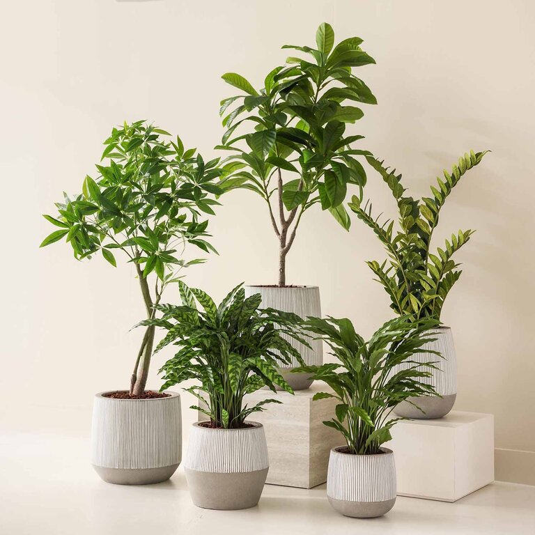 Kunstplant Calathea Insigne met groene bladeren is een middelgrote kunstplant in binnenpot met een natuurgetrouwe uitstraling en een hoogte van 86 cm.