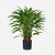 FloraWorks Kunstplant Calathea Insigne (86 cm)