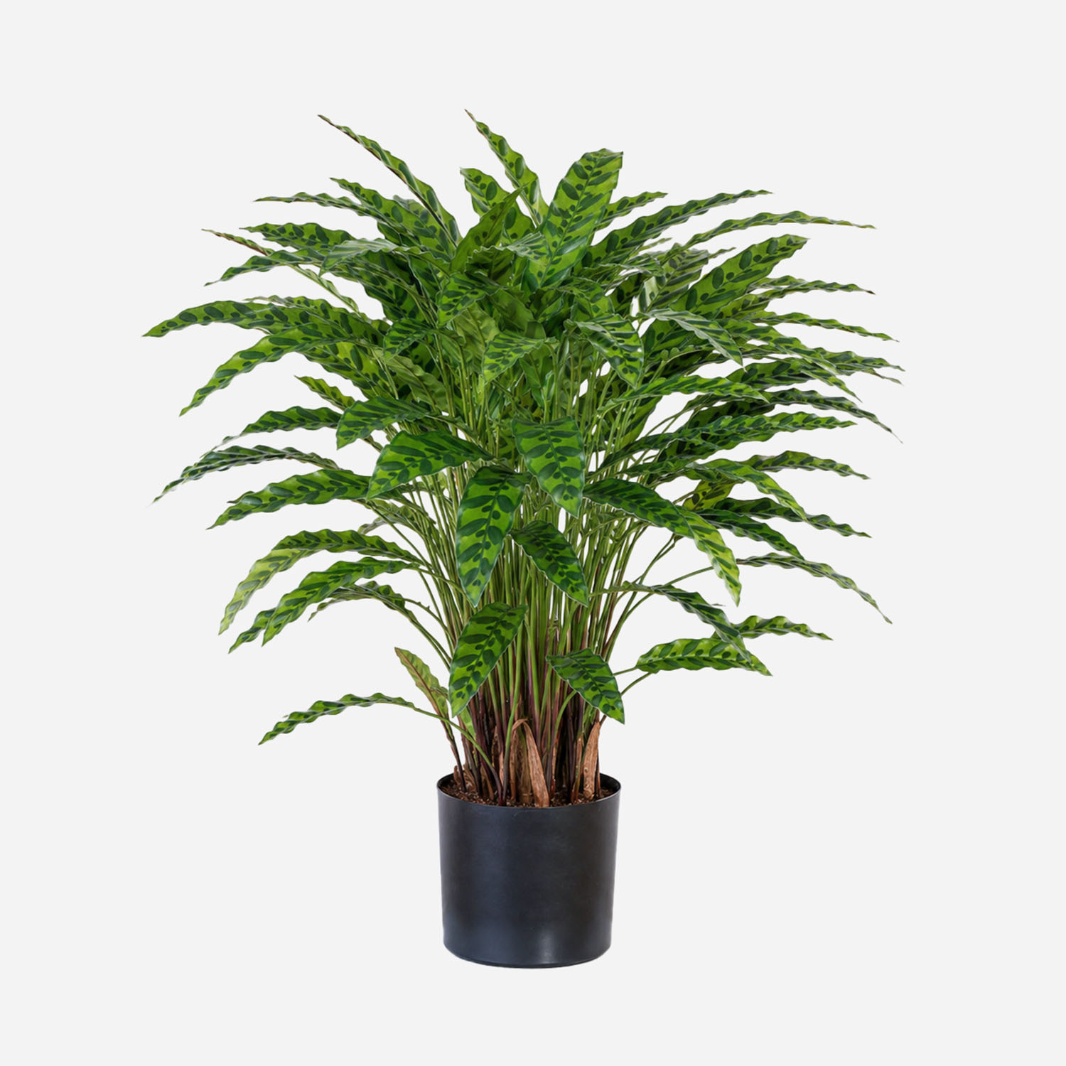 FloraWorks Kunstplant Calathea Insigne (86 cm)