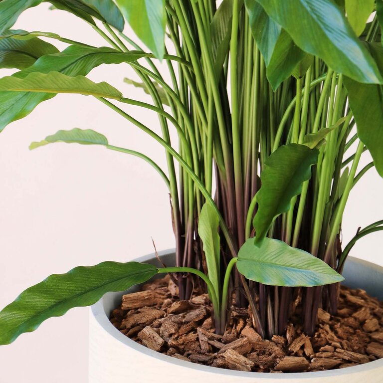 Kunstplant Calathea met groene bladeren is een middelgrote kunstplant in binnenpot met een natuurgetrouwe uitstraling en een hoogte van 86 cm.