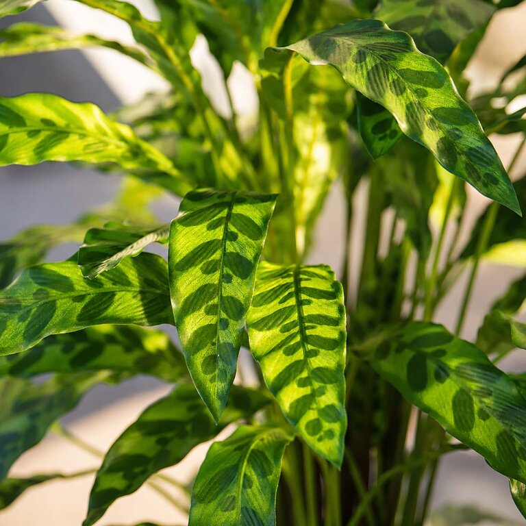 Kunstplant Calathea Insigne met groene bladeren is een middelgrote kunstplant in binnenpot met een natuurgetrouwe uitstraling en een hoogte van 84 cm.