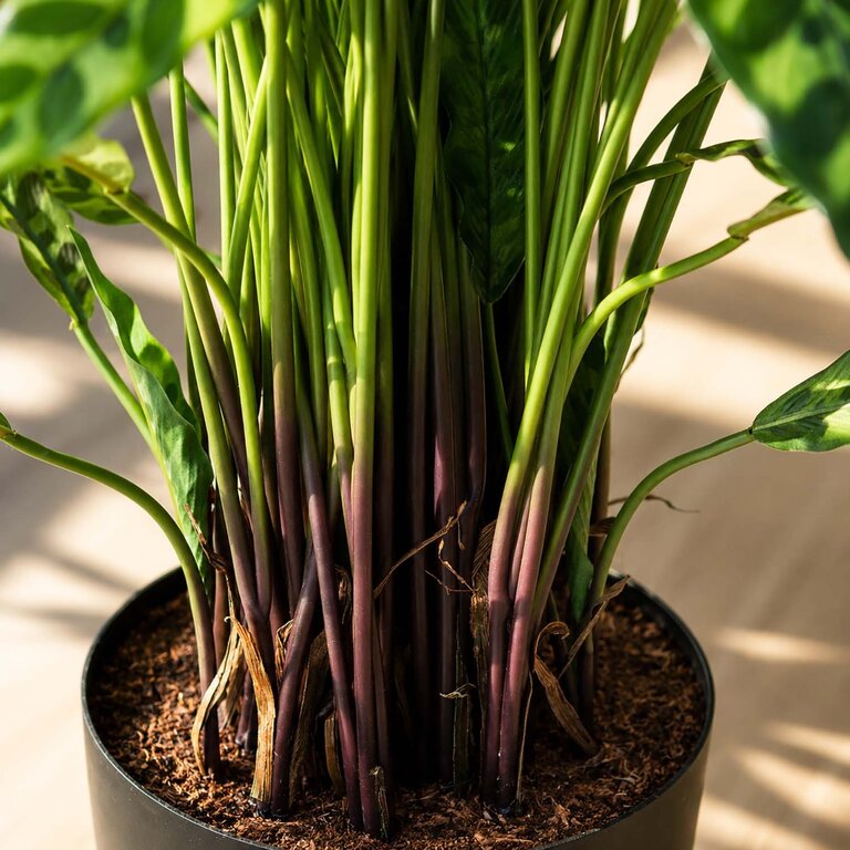 Kunstplant Calathea Insigne met groene bladeren is een middelgrote kunstplant in binnenpot met een natuurgetrouwe uitstraling en een hoogte van 84 cm.
