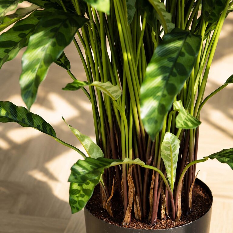 Kunstplant Calathea Insigne met groene bladeren is een middelgrote kunstplant in binnenpot met een natuurgetrouwe uitstraling en een hoogte van 84 cm.
