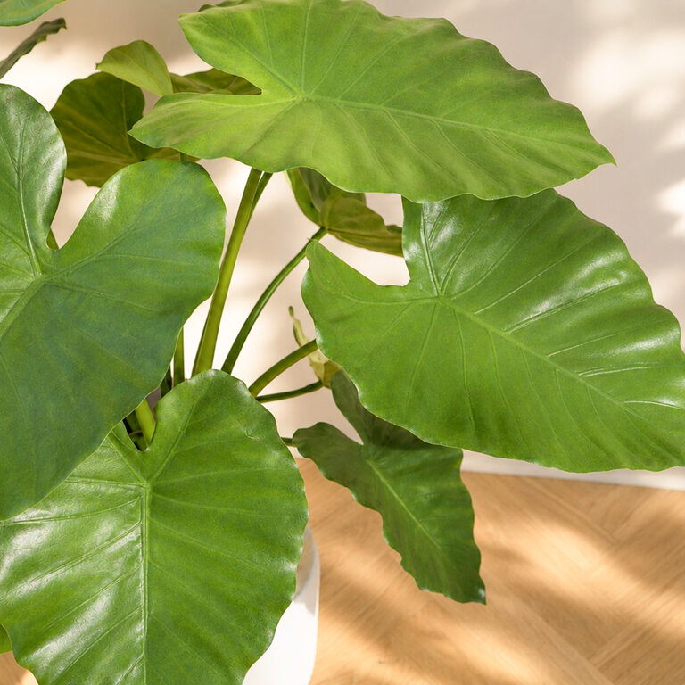 Kunstplant Alocasia Calidora met groene bladeren is een middelgrote kunstplant in binnenpot met een natuurgetrouwe uitstraling en een hoogte van 75 cm.