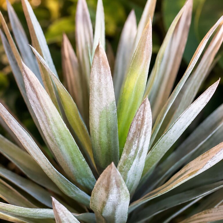 Kunstplant Yucca op stam met groene bladeren is een middelgrote kunstplant in binnenpot met een natuurgetrouwe uitstraling en een hoogte van 75 cm.