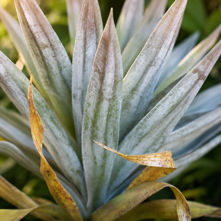 Kunstplant Yucca op stam met groene bladeren is een middelgrote kunstplant in binnenpot met een natuurgetrouwe uitstraling en een hoogte van 75 cm.