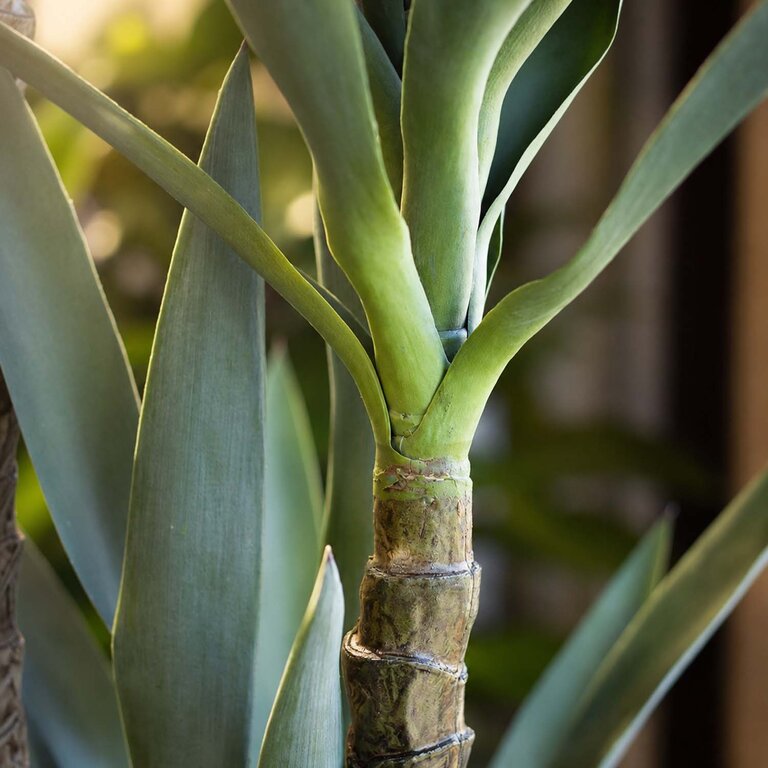 Kunstplant Yucca driestammig met groene bladeren is een grote kunstplant in binnenpot met een natuurgetrouwe uitstraling en een hoogte van 150 cm.