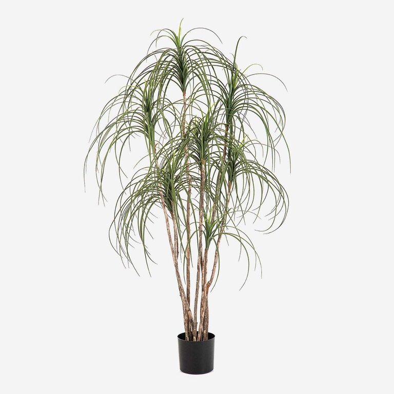 Kunstplant Ponytail Palm met groene bladeren is een grote kunstplant in binnenpot met een natuurgetrouwe uitstraling en een hoogte van 150 cm.