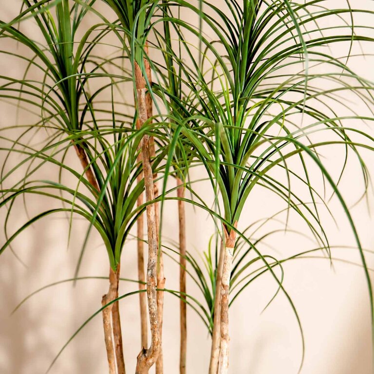 Kunstplant Ponytail Palm met groene bladeren is een grote kunstplant in binnenpot met een natuurgetrouwe uitstraling en een hoogte van 150 cm.