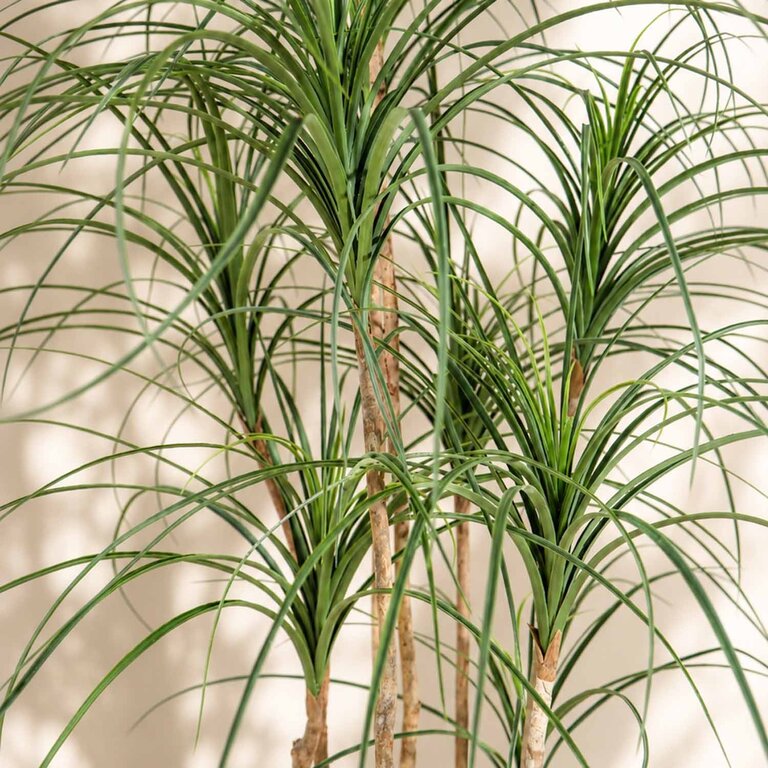 Kunstplant Ponytail Palm met groene bladeren is een grote kunstplant in binnenpot met een natuurgetrouwe uitstraling en een hoogte van 150 cm.