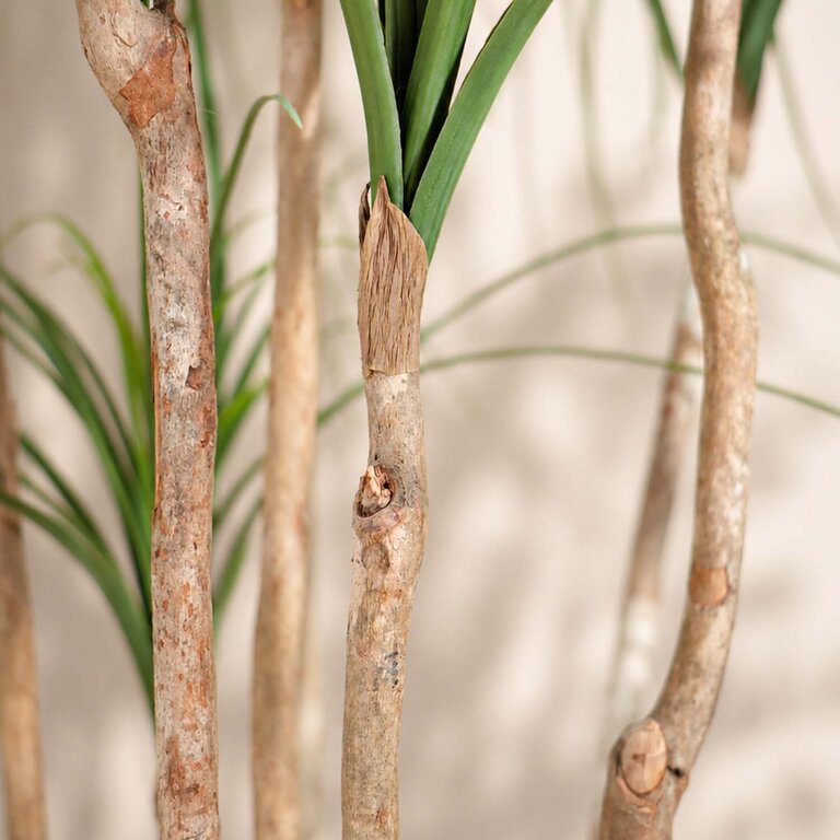 Kunstplant Ponytail Palm met groene bladeren is een grote kunstplant in binnenpot met een natuurgetrouwe uitstraling en een hoogte van 150 cm.