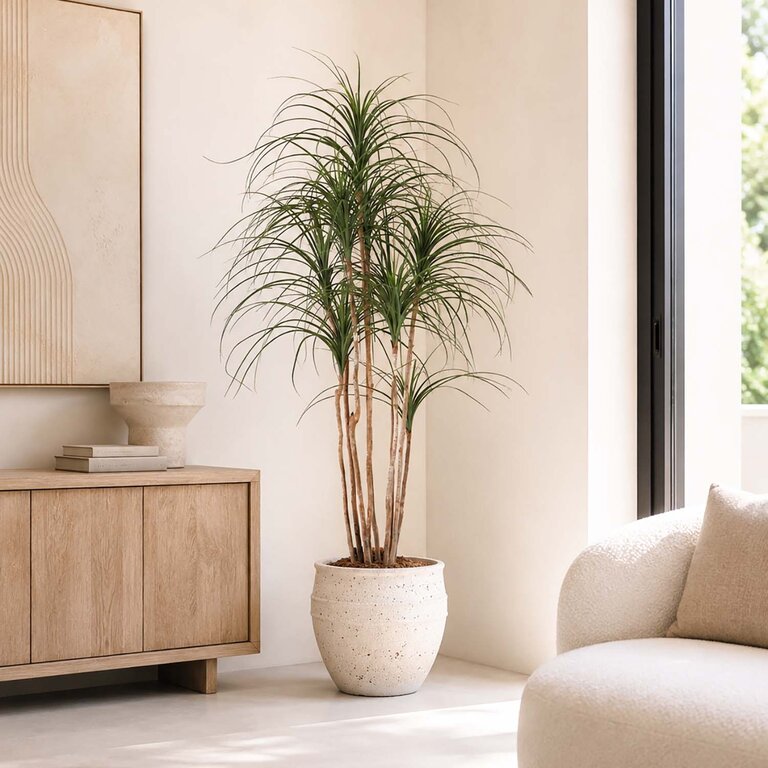 Kunstplant Ponytail Palm met groene bladeren is een grote kunstplant in binnenpot met een natuurgetrouwe uitstraling en een hoogte van 150 cm.