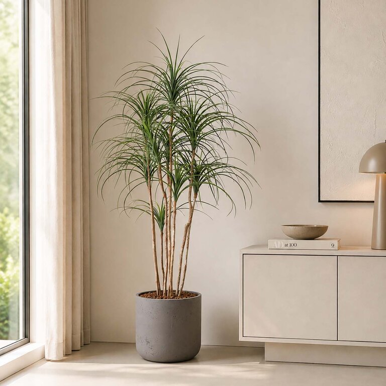 Kunstplant Ponytail Palm met groene bladeren is een grote kunstplant in binnenpot met een natuurgetrouwe uitstraling en een hoogte van 150 cm.