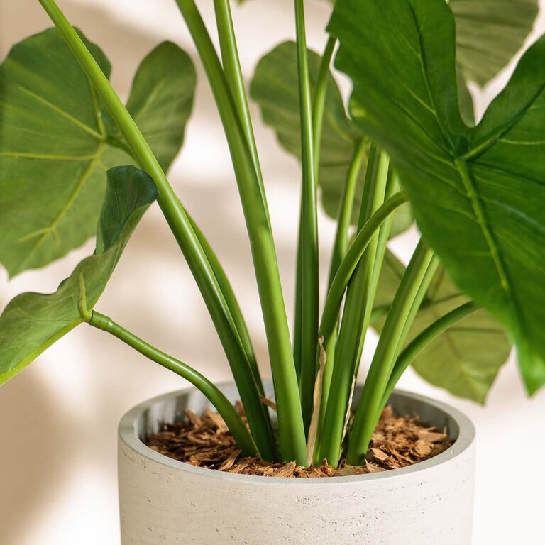 Kunstplant Alocasia Calidora met groene bladeren is een middelgrote kunstplant in binnenpot met een natuurgetrouwe uitstraling en een hoogte van 75 cm.