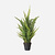 FloraWorks Kunstplant Boston Varen (70 cm)