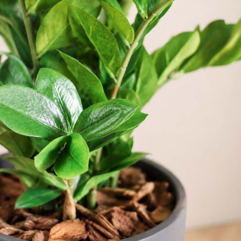 Kunstplant Zamioculcas met groene bladeren is een middelgrote kunstplant in binnenpot met een natuurgetrouwe uitstraling en een hoogte van 70 cm.