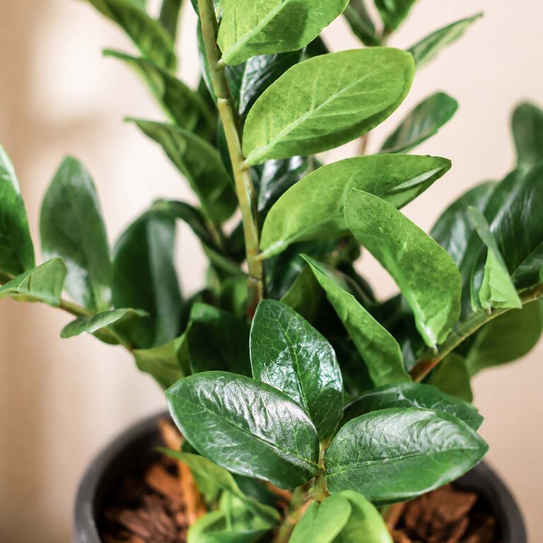 Kunstplant Zamioculcas met groene bladeren is een middelgrote kunstplant in binnenpot met een natuurgetrouwe uitstraling en een hoogte van 70 cm.