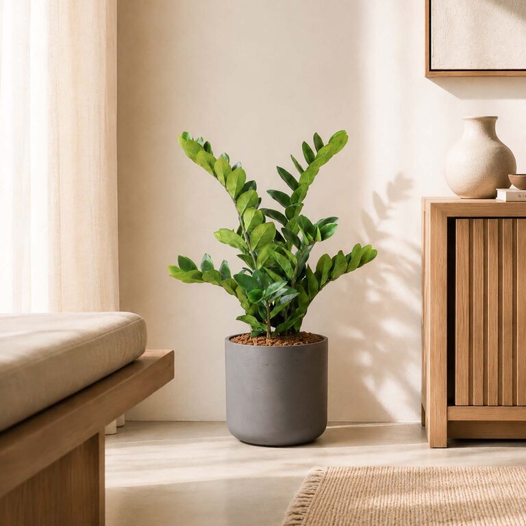 Kunstplant Zamioculcas met groene bladeren is een middelgrote kunstplant in binnenpot met een natuurgetrouwe uitstraling en een hoogte van 70 cm.