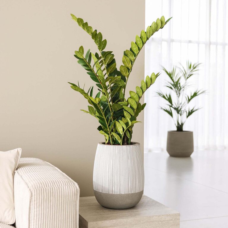 Kunstplant Zamioculcas met groene bladeren is een middelgrote kunstplant in binnenpot met een natuurgetrouwe uitstraling en een hoogte van 110 cm.