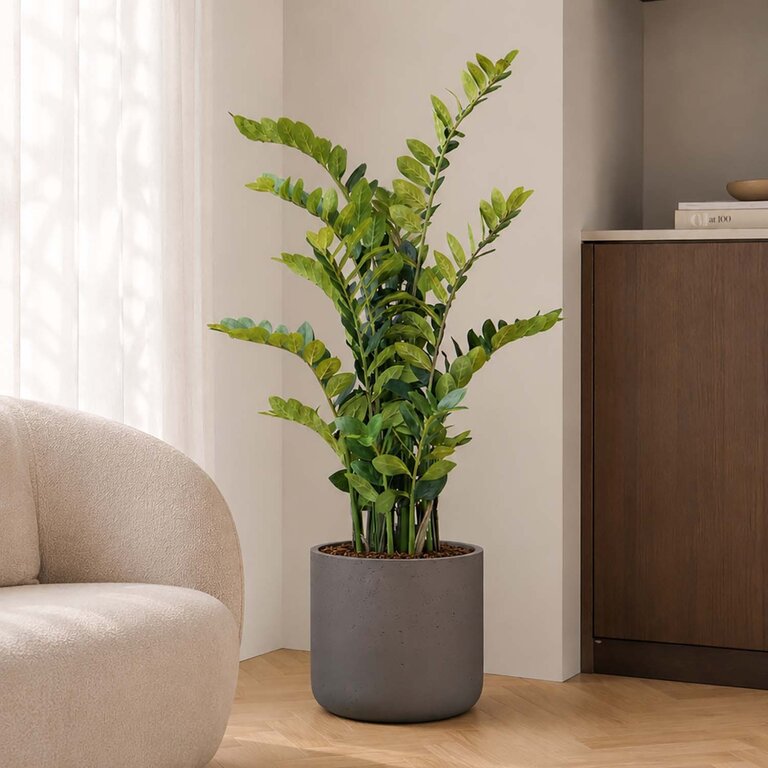 Kunstplant Zamioculcas met groene bladeren is een middelgrote kunstplant in binnenpot met een natuurgetrouwe uitstraling en een hoogte van 130 cm.