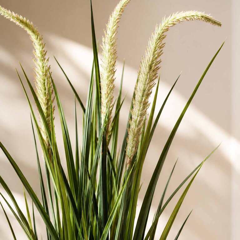 Kunstplant Foxtail gras is een kunstgras in binnenpot met een natuurgetrouwe uitstraling en een hoogte van 90 cm.