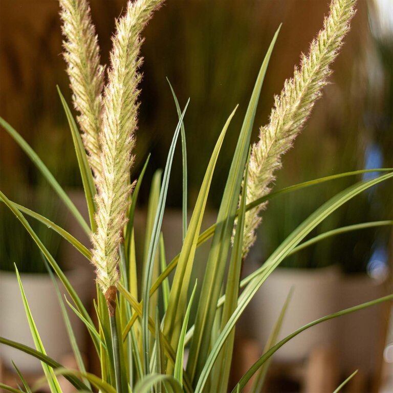 Kunstplant Foxtail gras is een kunstgras in binnenpot met een natuurgetrouwe uitstraling en een hoogte van 130 cm.