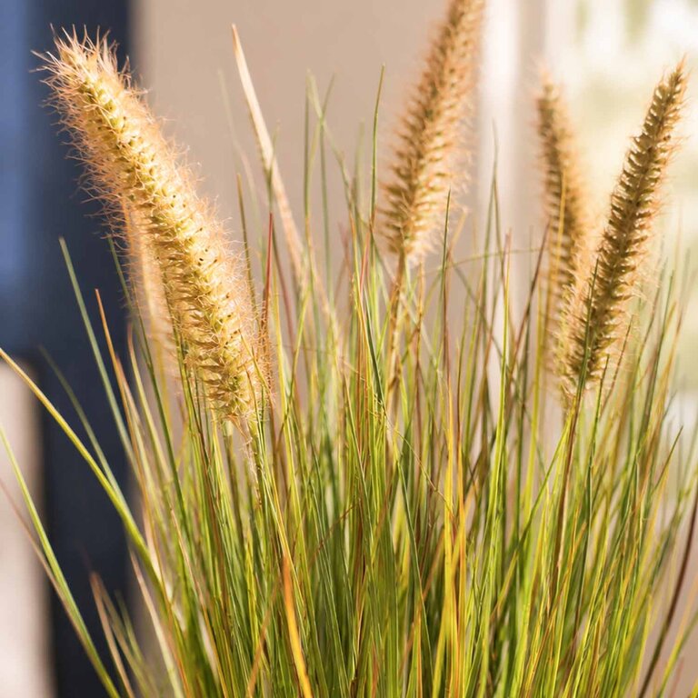 Kunstplant Pennisetum gras is een kunstgras in binnenpot met een natuurgetrouwe uitstraling en een hoogte van 45 cm.