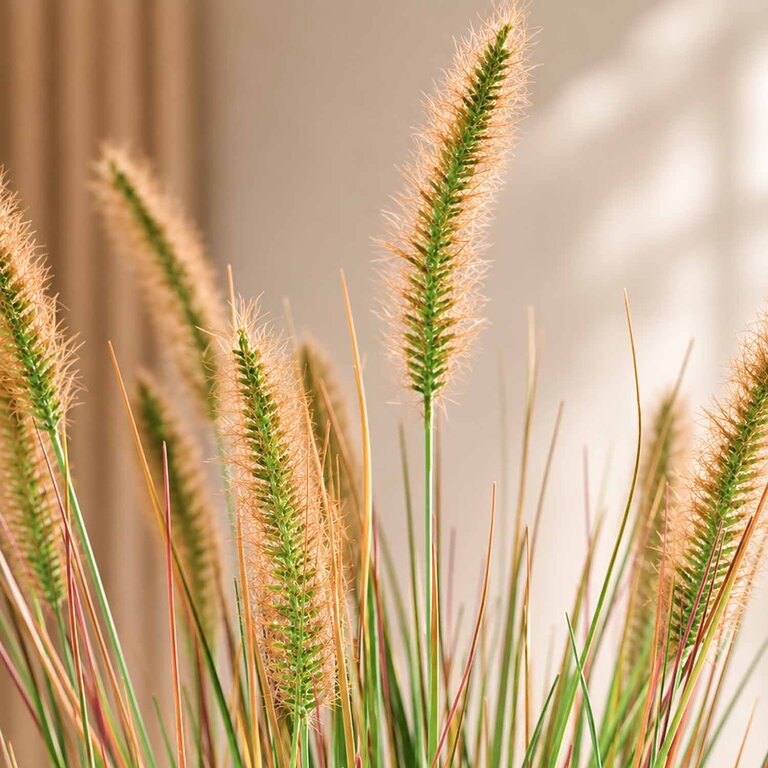 Kunstplant Pennisetum gras is een kunstgras in binnenpot met een natuurgetrouwe uitstraling en een hoogte van 71 cm.