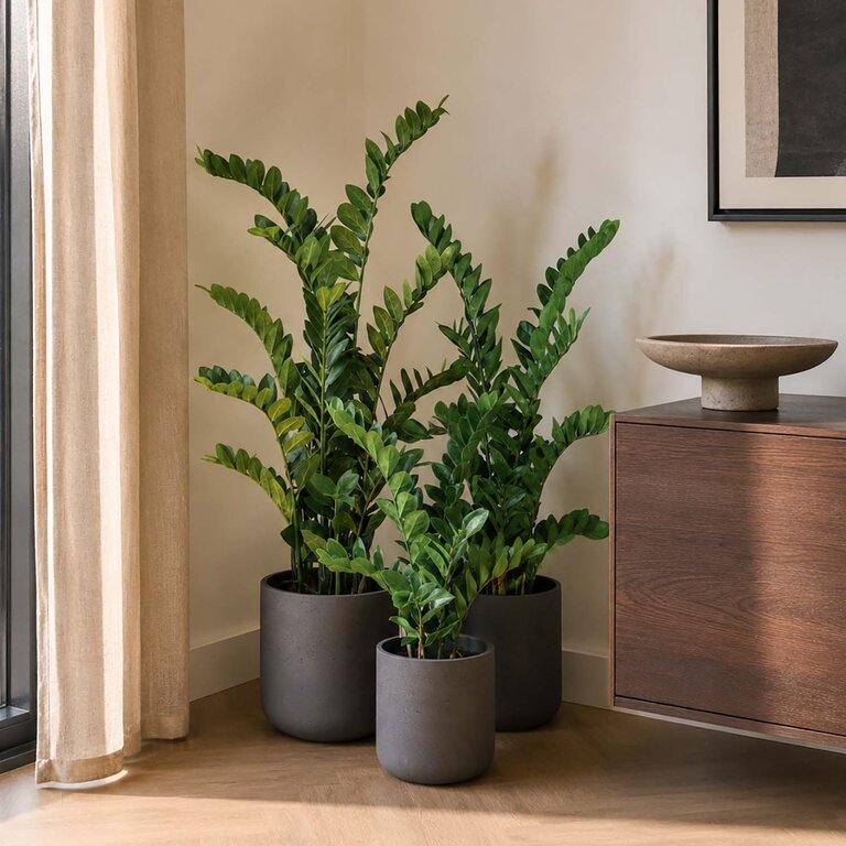 Kunstplant Zamioculcas met groene bladeren is een middelgrote kunstplant in binnenpot met een natuurgetrouwe uitstraling en een hoogte van 130 cm.