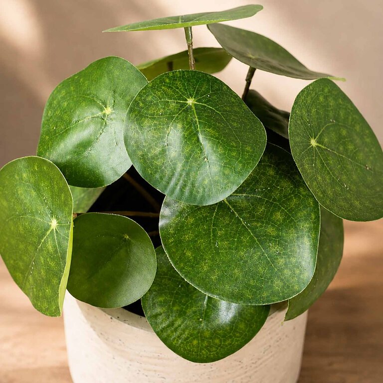 Kunstplant Pilea met groene bladeren is een kleine kunstplant in binnenpot met een natuurgetrouwe uitstraling en een hoogte van 22 cm.