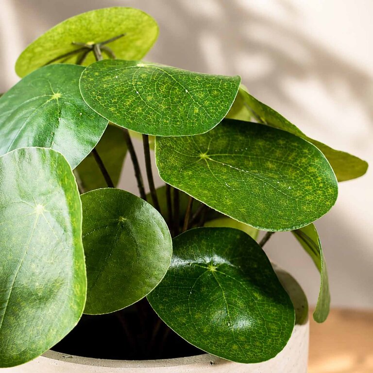 Kunstplant Pilea met groene bladeren is een kleine kunstplant in binnenpot met een natuurgetrouwe uitstraling en een hoogte van 22 cm.