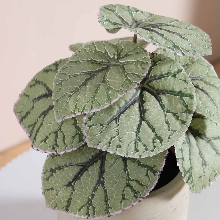 Kunstplant Begonia met groengrijze bladeren is een kleine kunstplant in binnenpot met een natuurgetrouwe uitstraling en een hoogte van 25 cm.