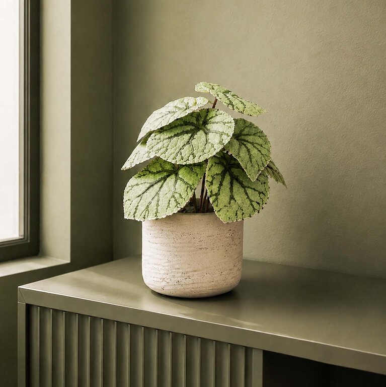 Kunstplant Begonia met groengrijze bladeren is een kleine kunstplant in binnenpot met een natuurgetrouwe uitstraling en een hoogte van 25 cm.