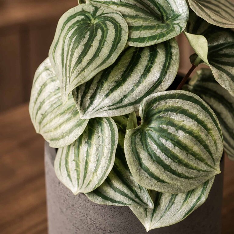 Kunstplant Peperomia met groengrijze bladeren is een kleine kunstplant in binnenpot met een natuurgetrouwe uitstraling en een hoogte van 25 cm.