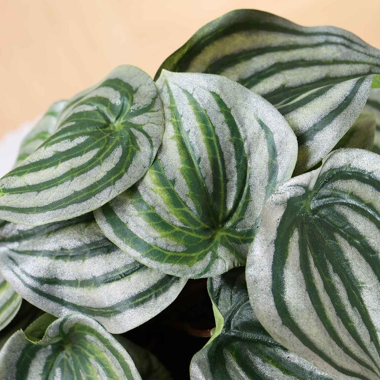 Kunstplant Peperomia met groengrijze bladeren is een kleine kunstplant in binnenpot met een natuurgetrouwe uitstraling en een hoogte van 25 cm.