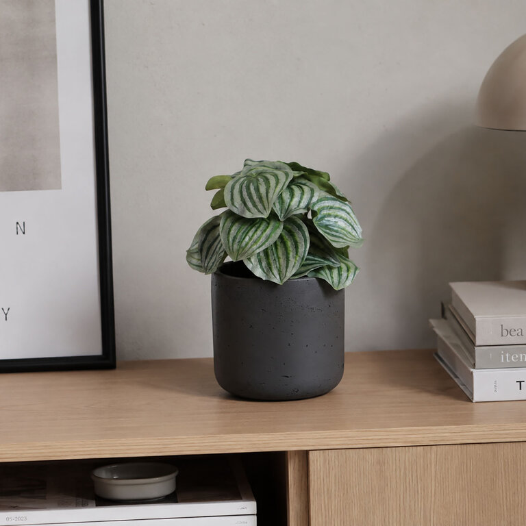 Kunstplant Peperomia met groengrijze bladeren is een kleine kunstplant in binnenpot met een natuurgetrouwe uitstraling en een hoogte van 25 cm.