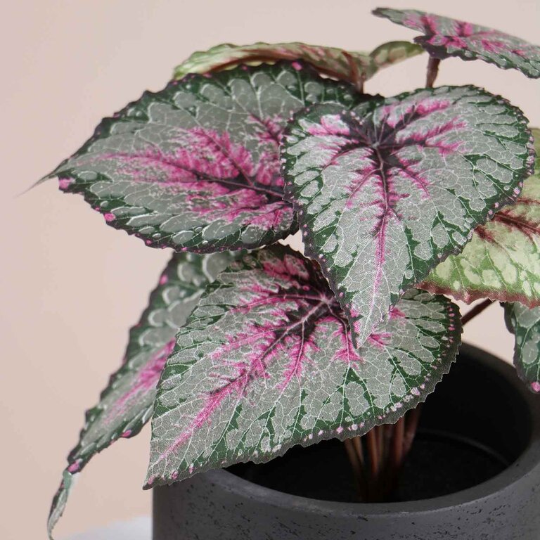 Kunstplant Begonia met groenroze bladeren is een kleine kunstplant in binnenpot met een natuurgetrouwe uitstraling en een hoogte van 25 cm.