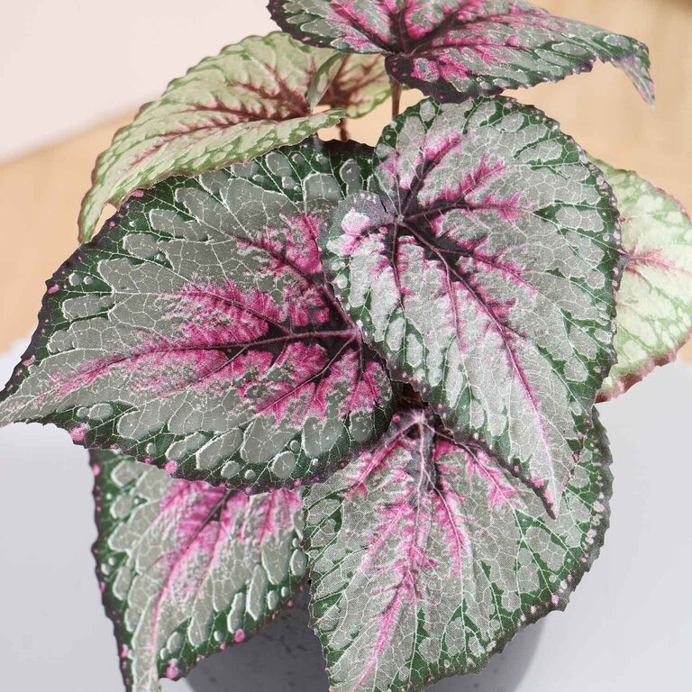 Kunstplant Begonia met groenroze bladeren is een kleine kunstplant in binnenpot met een natuurgetrouwe uitstraling en een hoogte van 25 cm.