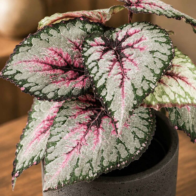 Kunstplant Begonia met groenroze bladeren is een kleine kunstplant in binnenpot met een natuurgetrouwe uitstraling en een hoogte van 25 cm.