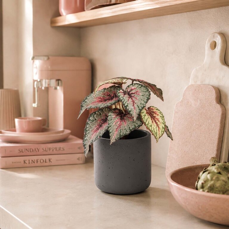 Kunstplant Begonia met groenroze bladeren is een kleine kunstplant in binnenpot met een natuurgetrouwe uitstraling en een hoogte van 25 cm.