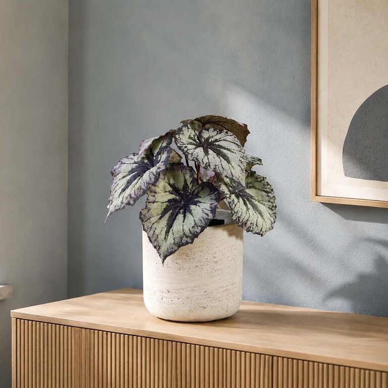 Kunstplant Begonia met groenzwarte bladeren is een kleine kunstplant in binnenpot met een natuurgetrouwe uitstraling en een hoogte van 25 cm.