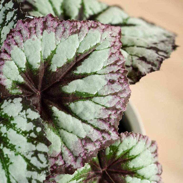 Kunstplant Begonia met groenzwarte bladeren is een kleine kunstplant in binnenpot met een natuurgetrouwe uitstraling en een hoogte van 25 cm.