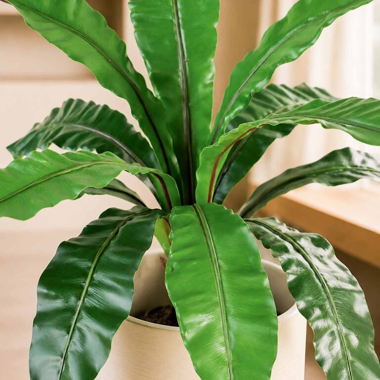 Kunstplant Asplenium Varen met groene bladeren is een middelgrote kunstplant in binnenpot met een natuurgetrouwe uitstraling en een hoogte van 75 cm.