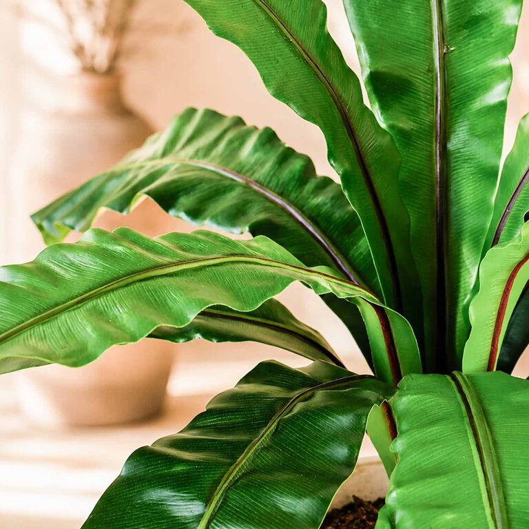 Kunstplant Asplenium Varen met groene bladeren is een middelgrote kunstplant in binnenpot met een natuurgetrouwe uitstraling en een hoogte van 75 cm.