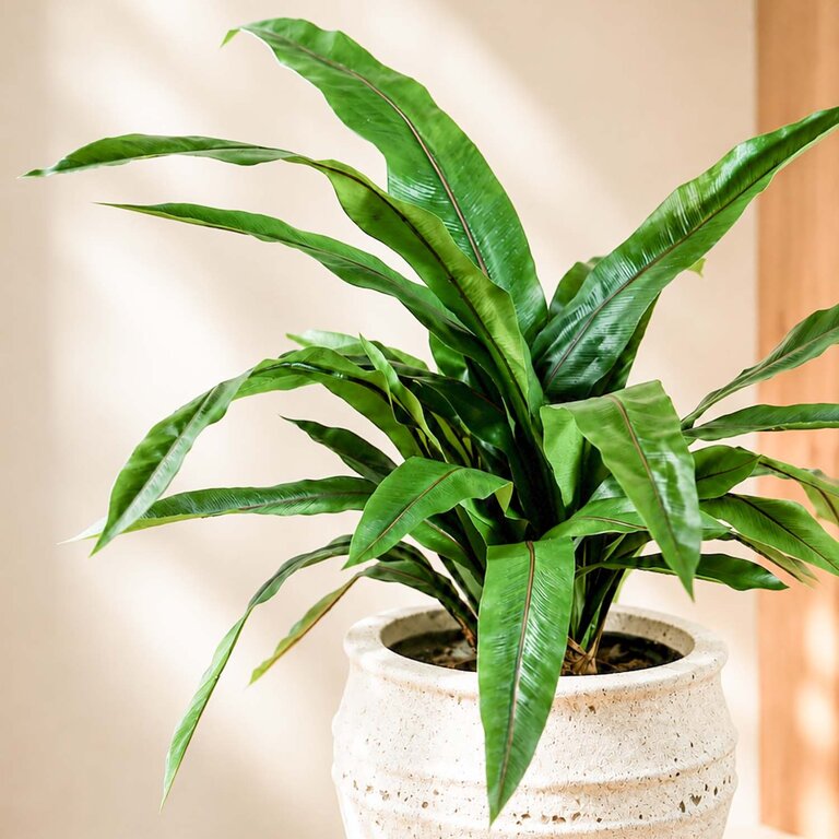 Kunstplant Asplenium Varen met groene bladeren is een middelgrote kunstplant in binnenpot met een natuurgetrouwe uitstraling en een hoogte van 80 cm.