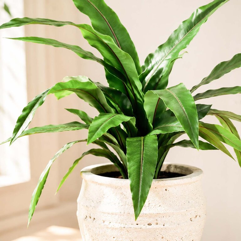 Kunstplant Asplenium Varen met groene bladeren is een middelgrote kunstplant in binnenpot met een natuurgetrouwe uitstraling en een hoogte van 80 cm.
