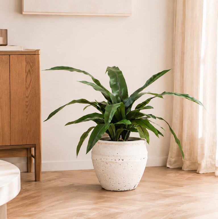 Kunstplant Asplenium Varen met groene bladeren is een middelgrote kunstplant in binnenpot met een natuurgetrouwe uitstraling en een hoogte van 80 cm.