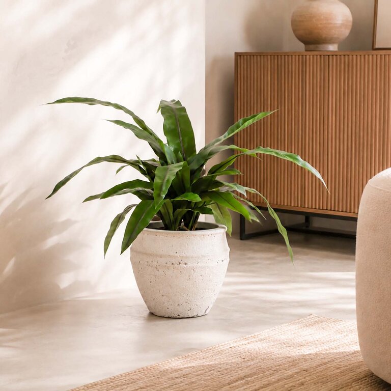 Kunstplant Asplenium Varen met groene bladeren is een middelgrote kunstplant in binnenpot met een natuurgetrouwe uitstraling en een hoogte van 80 cm.