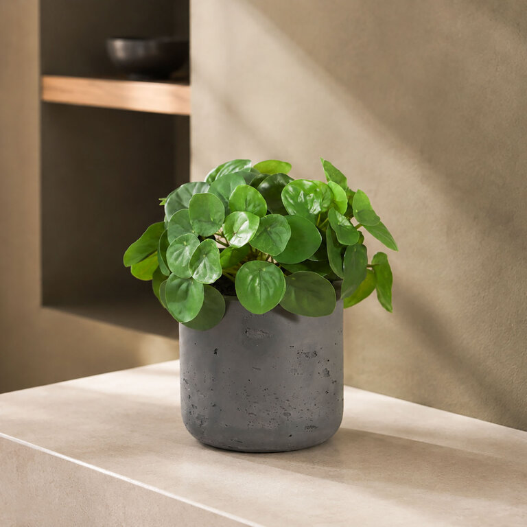 Kunstplant Mini Pilea met groene bladeren is een kleine kunstplant opgemaakt in pot Charlie in de kleur antraciet met een natuurgetrouwe uitstraling en een hoogte van 20 cm.